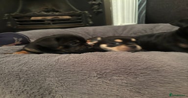 Mixed Breed dogs Beautiful puppies - Advert 4