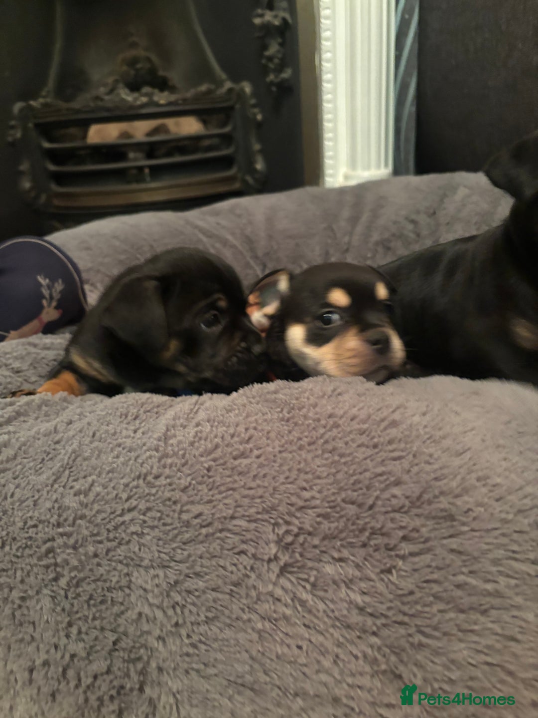 Mixed Breed dogs for sale: Beautiful puppies - Image 8