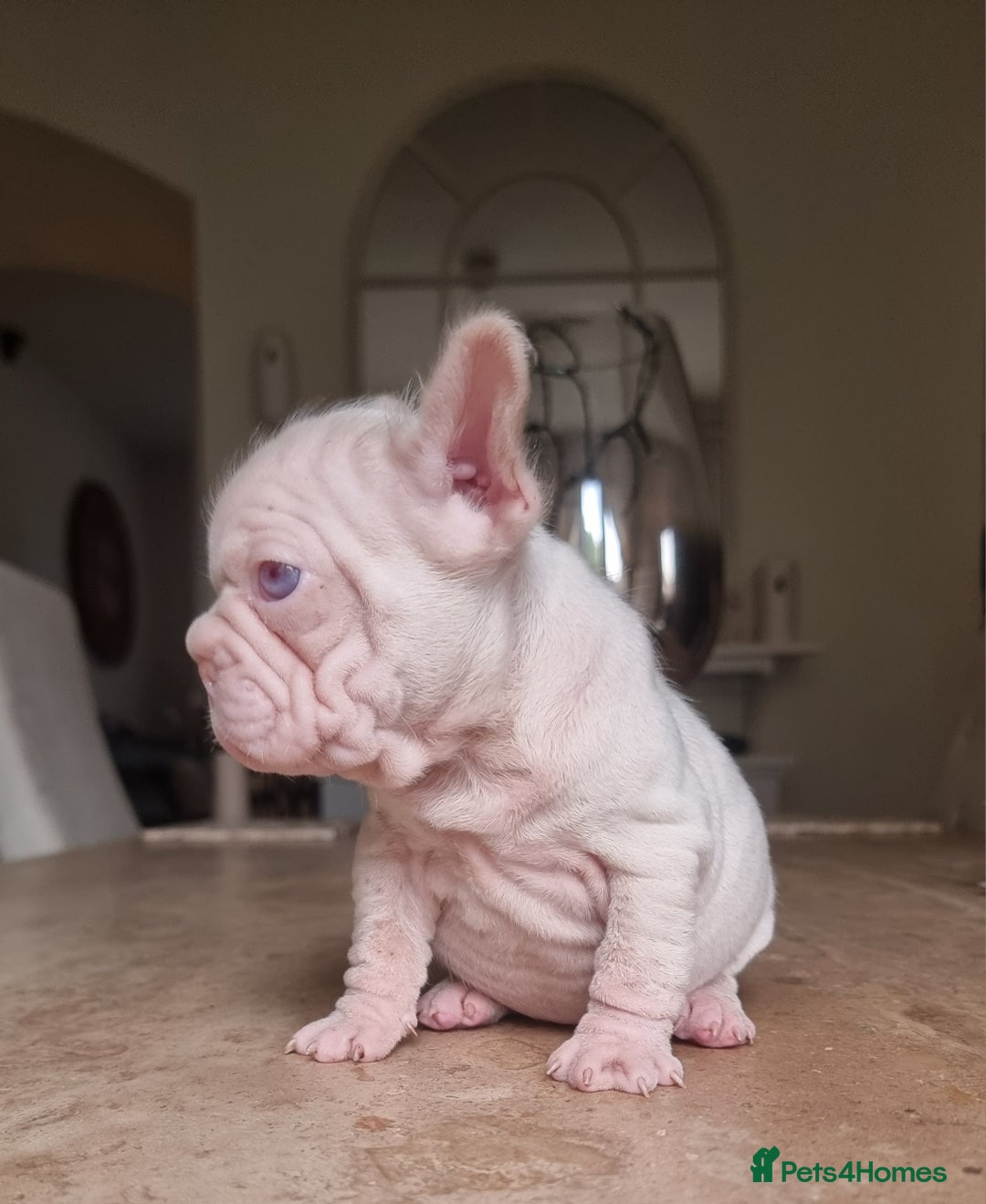 French Bulldog dogs for sale: Beautiful French bulldogs - Advert 6