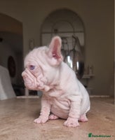 French Bulldog dogs - Advert 14