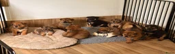 Mixed Breed dogs for sale: 🐾3 GIRLS LEFT🐾 - Advert 4