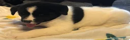 Akita dogs for sale: Big bear faced American Akitas - Advert 3