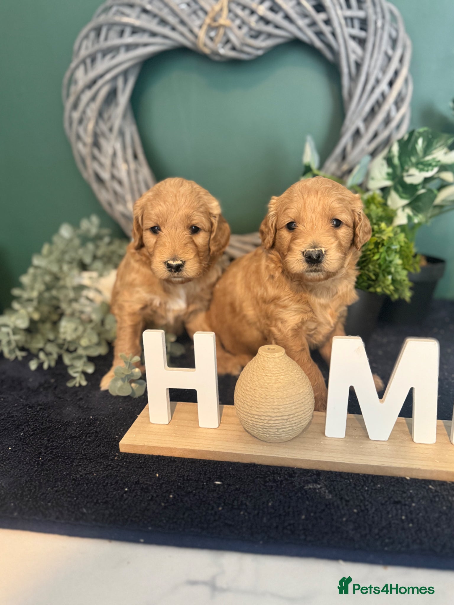 Mini Goldendoodle dogs Fantastic Miniature Goldendoodles  - Advert 1