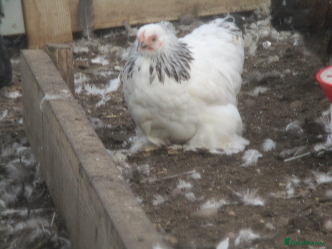 Chickens poultry for sale:  Colombian, silver/black Pekin Bantam pullets Aug/ - Advert 2