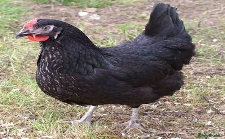 Chickens poultry - Advert 7