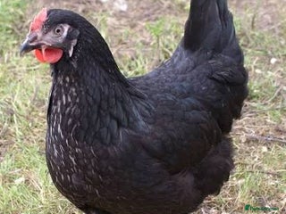 Chickens poultry - Advert 27