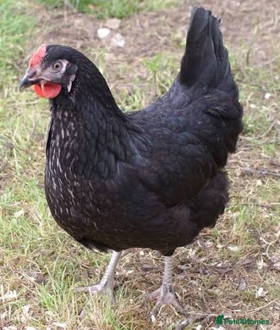 Chickens poultry - Advert 7