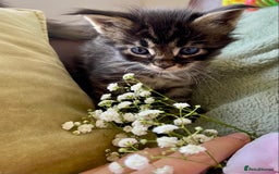 Maine Coon cats for sale: GCCF Registered Maine Coons Ready 16th August  in Banbury - Image 15