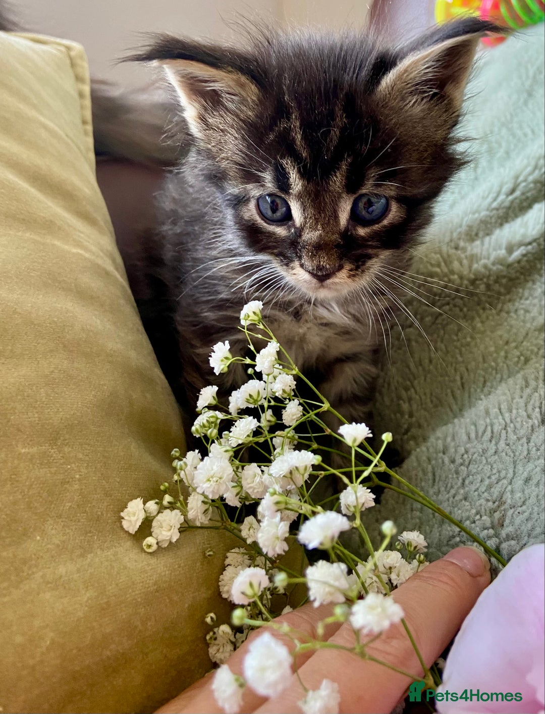 Maine Coon cats for sale: GCCF Registered Maine Coons Ready 16th August  in Banbury - Image 15