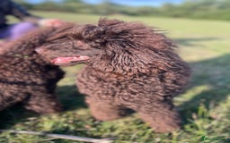 Miniature Poodle dogs for sale: Chesie – From Inter Champion Parents 💖 - Image 6