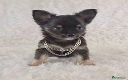 Chihuahua dogs for sale: Stunning Long Coat Chihuahua Puppies  - Image 8