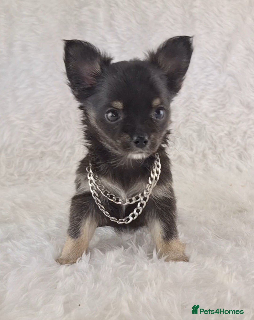 Chihuahua dogs for sale: Stunning Long Coat Chihuahua Puppies  - Image 8