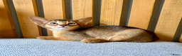 Abyssinian cats for sale: Stunning GCCF Abyssinian kittens - Advert 5