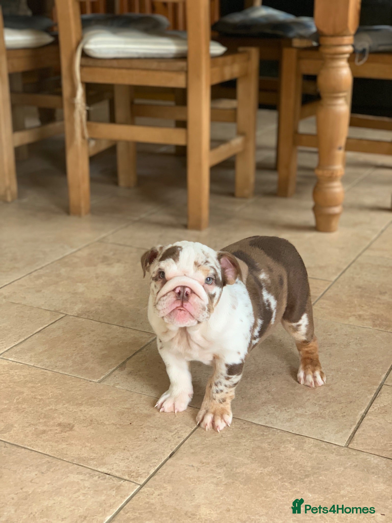 English Bulldog dogs Beautiful bulldog girl puppy  - Advert 4