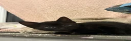 Domestic Shorthair cats for sale: black kittens - Advert 7