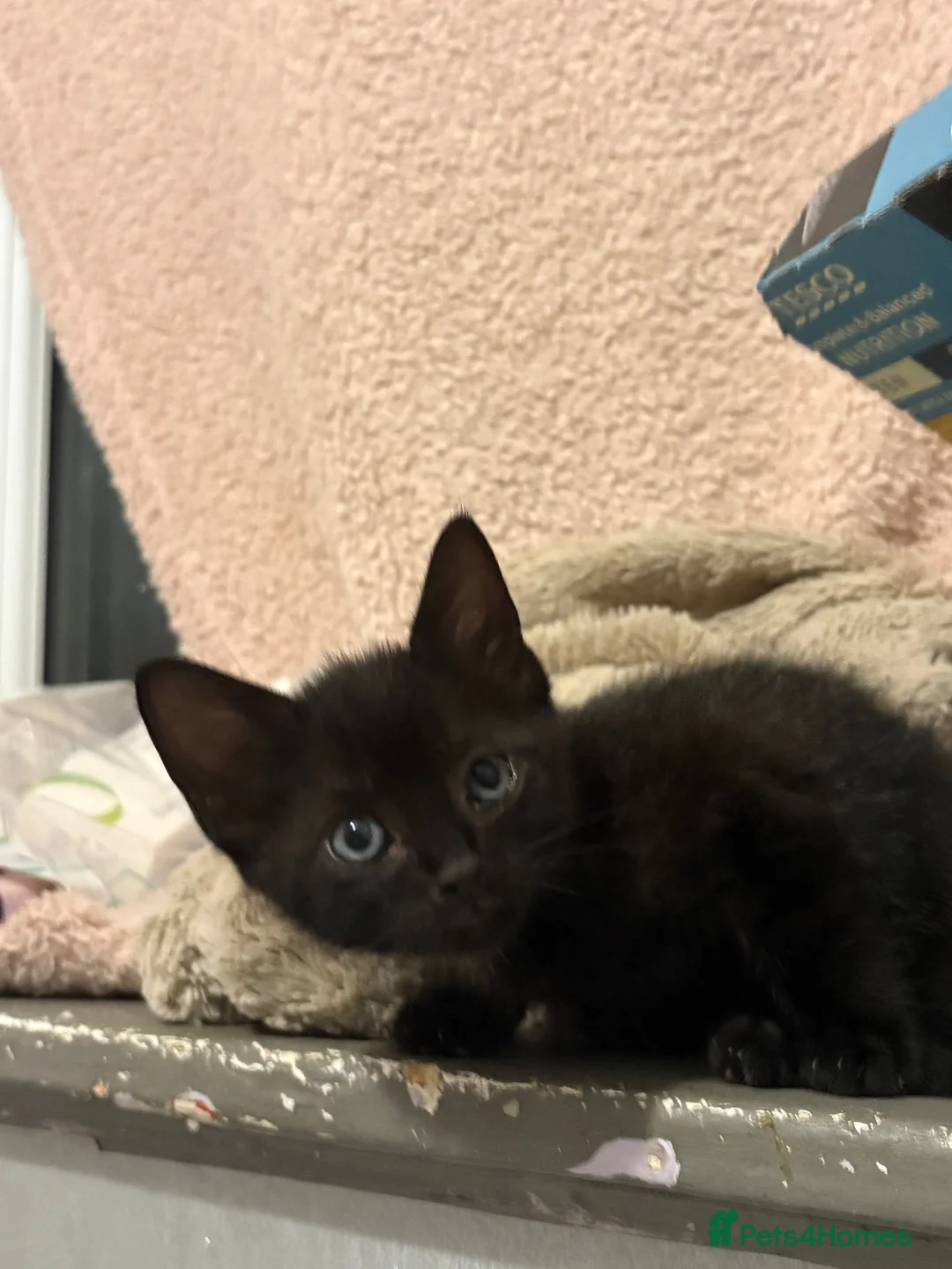 Domestic Shorthair cats for sale: black kittens - Advert 7