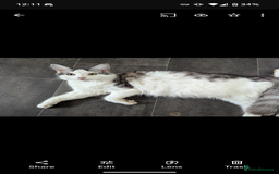 Maine Coon cats for sale: One Maine Coon silver tabby boy left. Ready now!  - Image 9