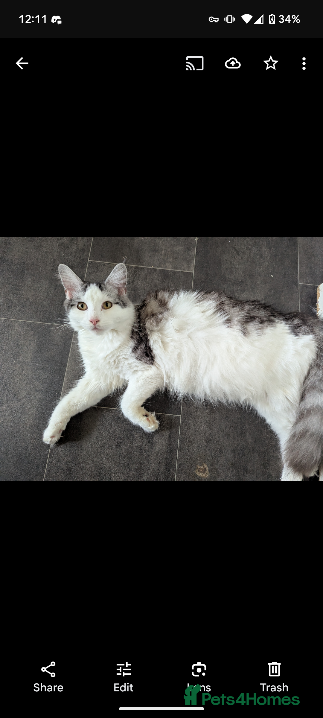 Maine Coon cats for sale: One Maine Coon silver tabby boy left. Ready now!  - Image 9