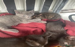 Mixed Breed cats for sale: 4 beautiful mixed / BSH kittens  - Image 2