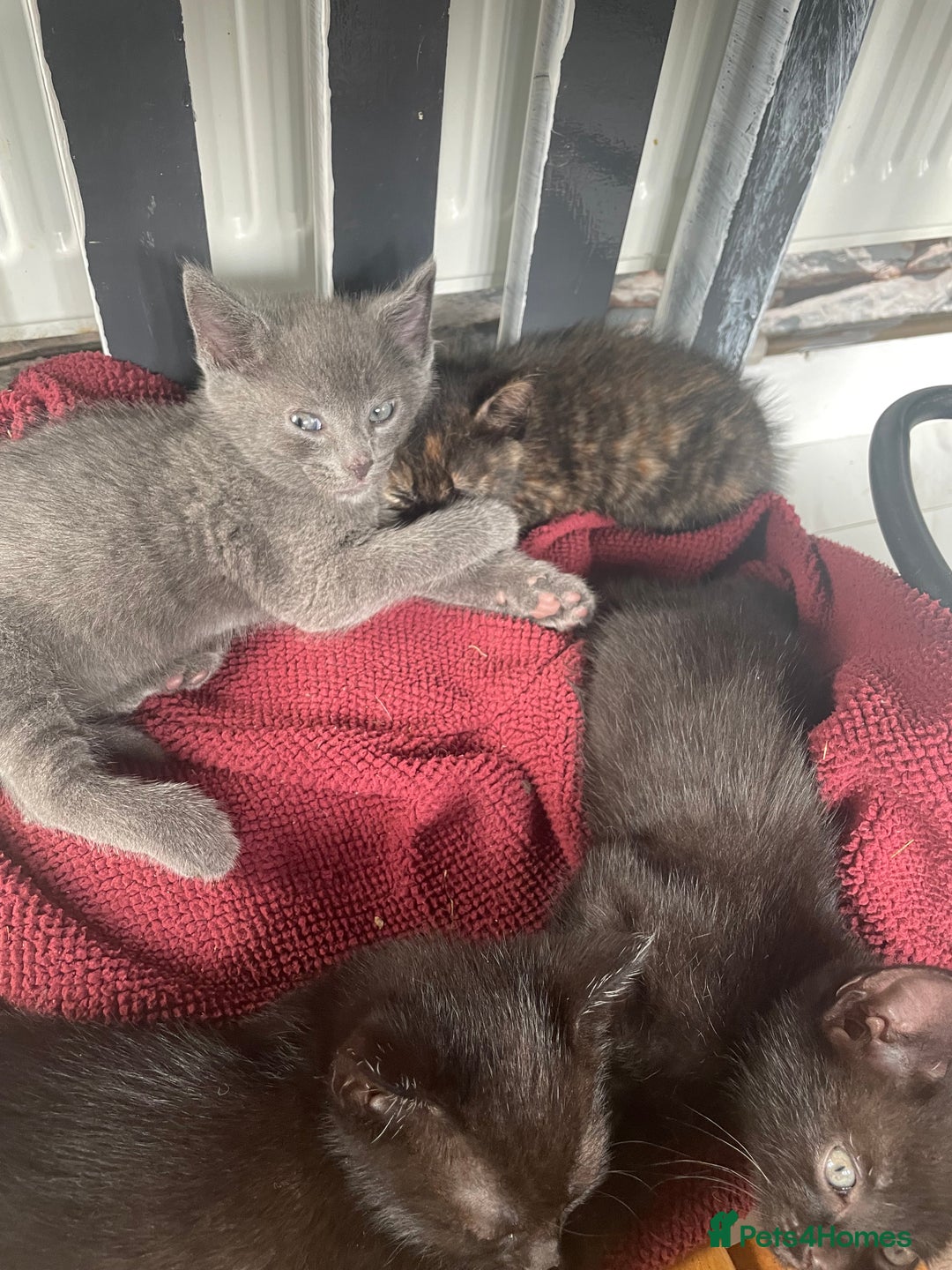 Mixed Breed cats for sale: 4 beautiful mixed / BSH kittens  - Image 2