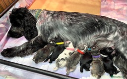 Cockapoo dogs for sale: ⭐️Rare Silver Phantom DNA CLEAR Mini F1 Cockapoos - Image 24