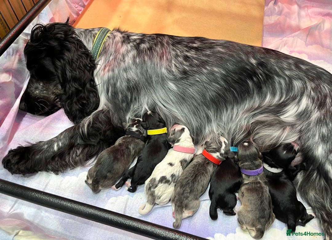 Cockapoo dogs for sale: ⭐️Rare Silver Phantom DNA CLEAR Mini F1 Cockapoos - Image 24