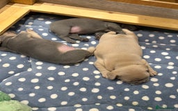 French Bulldog dogs for sale: Gorgeous French Bulldog Puppies For Sale  - Image 3