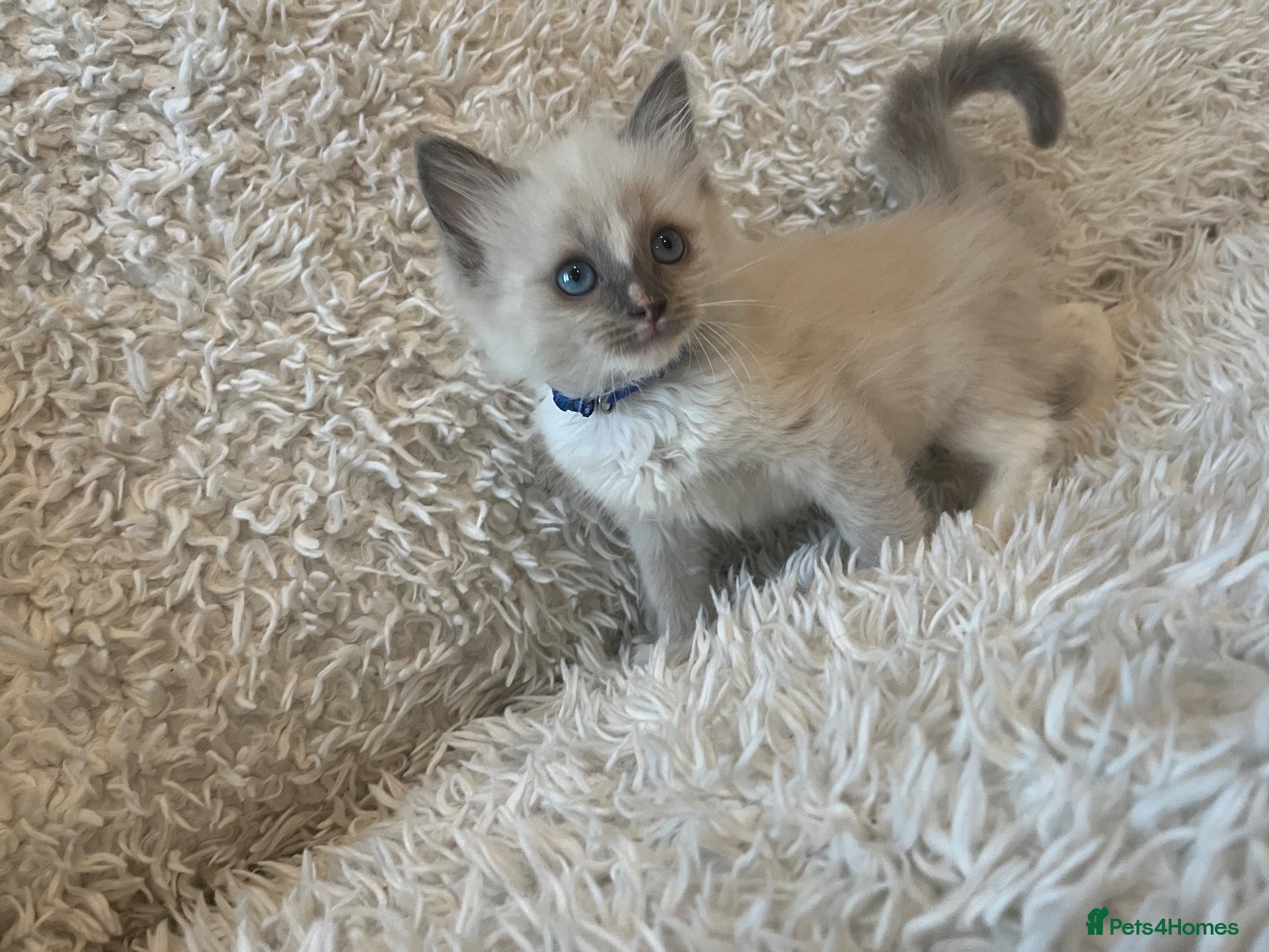 Ragdoll cats 1 male ragdoll kitten left  - Advert 19
