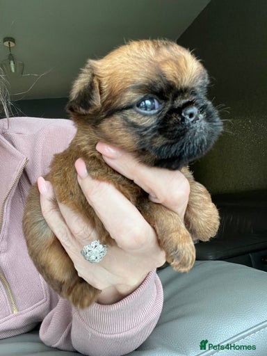 Gallery Image {{count}}