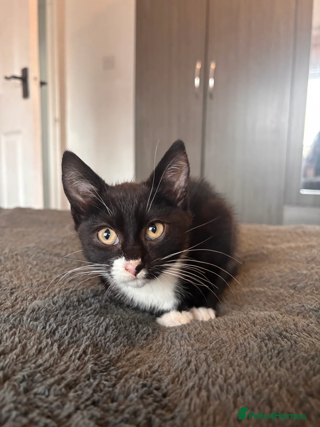 Mixed Breed cats for sale: 2 little boy kittens for sale 9 weeks old  - Advert 5