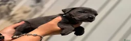 Cane Corso dogs for sale: Stunning cane corso 🐶 - Advert 21