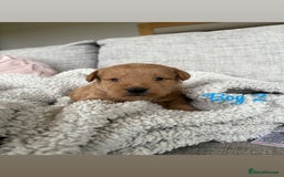Labradoodle dogs for sale: Red/Apricot Health Tested Miniature Labradoodles - Image 14