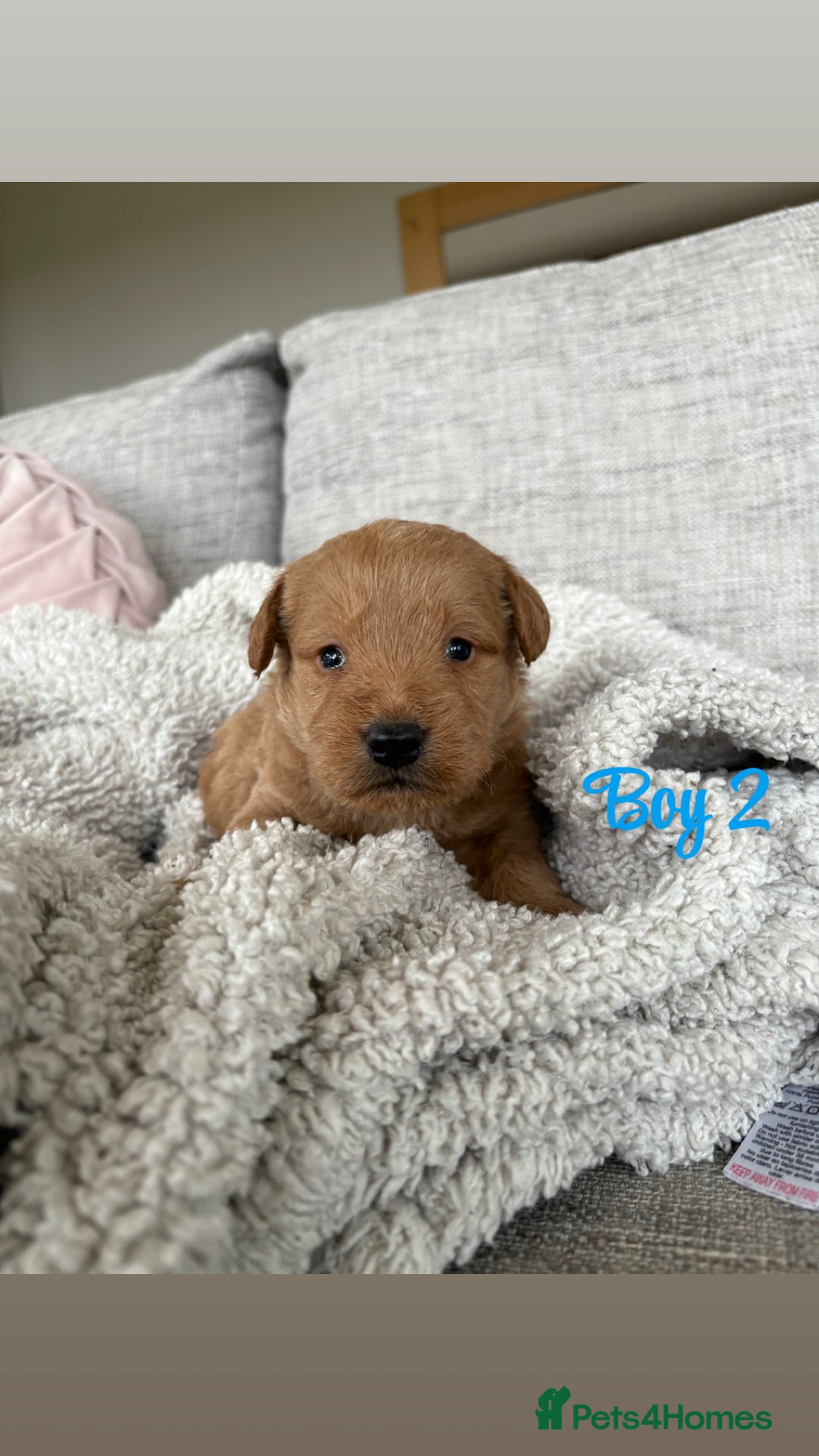 Labradoodle dogs for sale: Red/Apricot Health Tested Miniature Labradoodles - Image 14