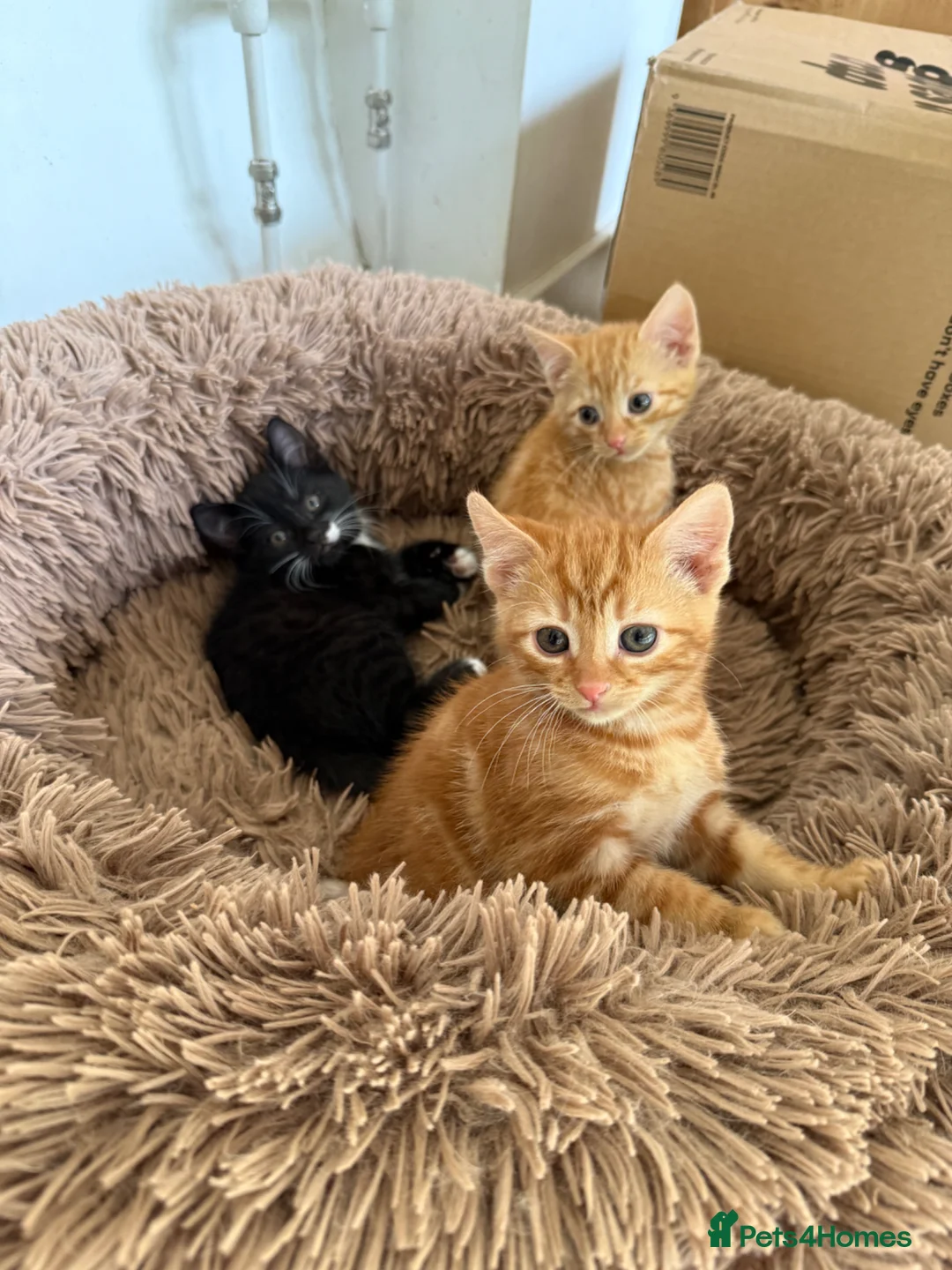 British Shorthair cats for sale: Kittens for sale in Westbury - Advert 1