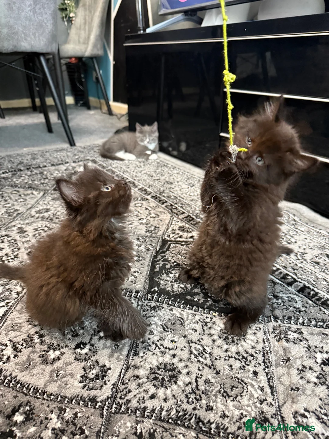 Maine Coon cats for sale: Maine Coon x British shorthair - Advert 2