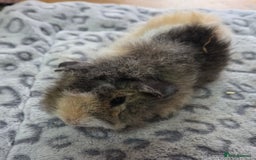 Guinea Pig rodents for sale: 3 Male Babies 🐖 - Advert 8