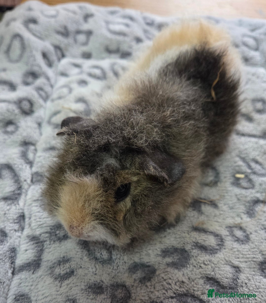 Guinea Pig rodents for sale: 3 Male Babies 🐖 - Advert 8