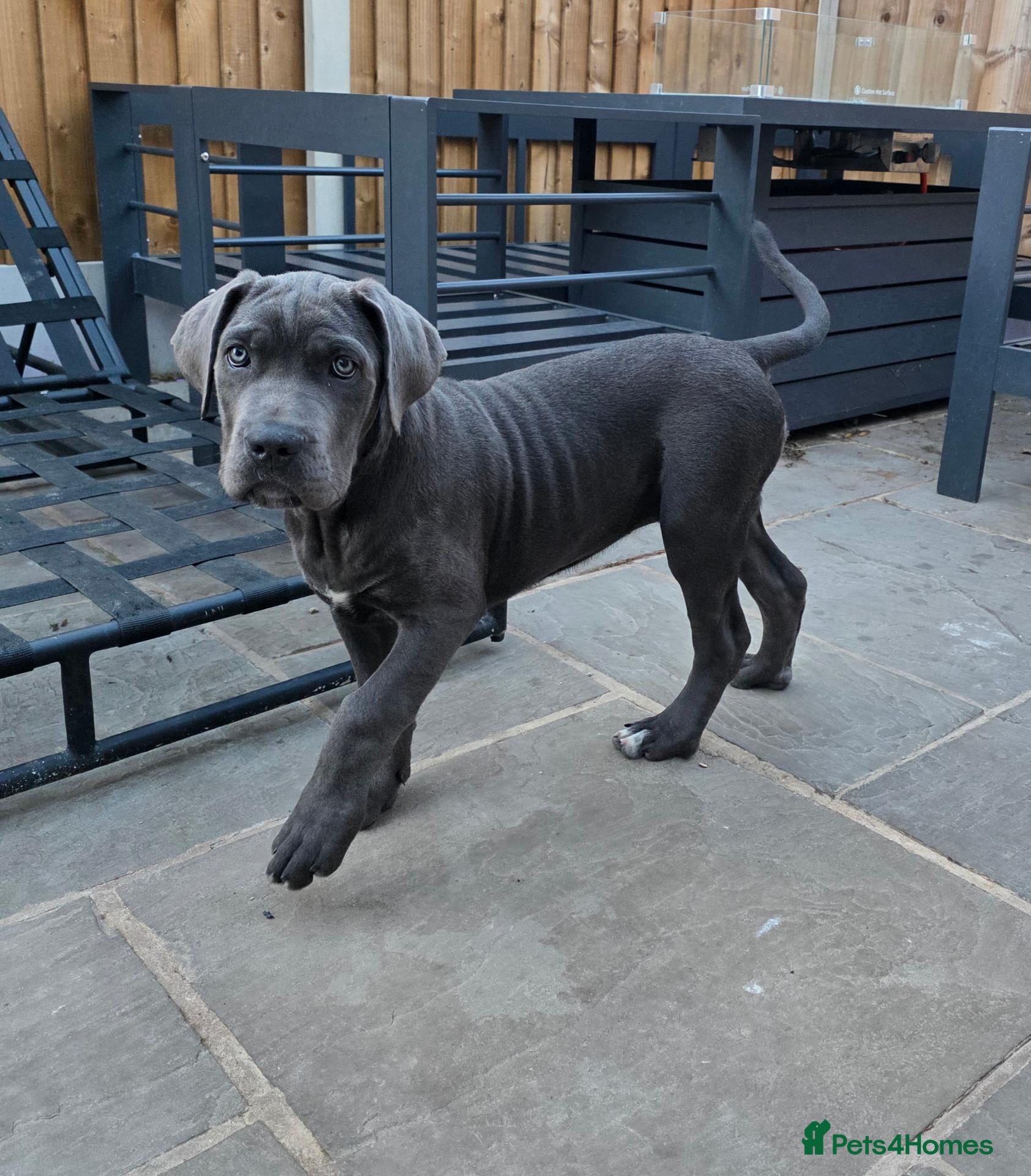 Cane Corso dogs X-Man Bloodline, Pedigree Cane Corso Puppies - Advert 2