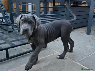 Cane Corso dogs X-Man Bloodline, Pedigree Cane Corso Puppies - Advert 2