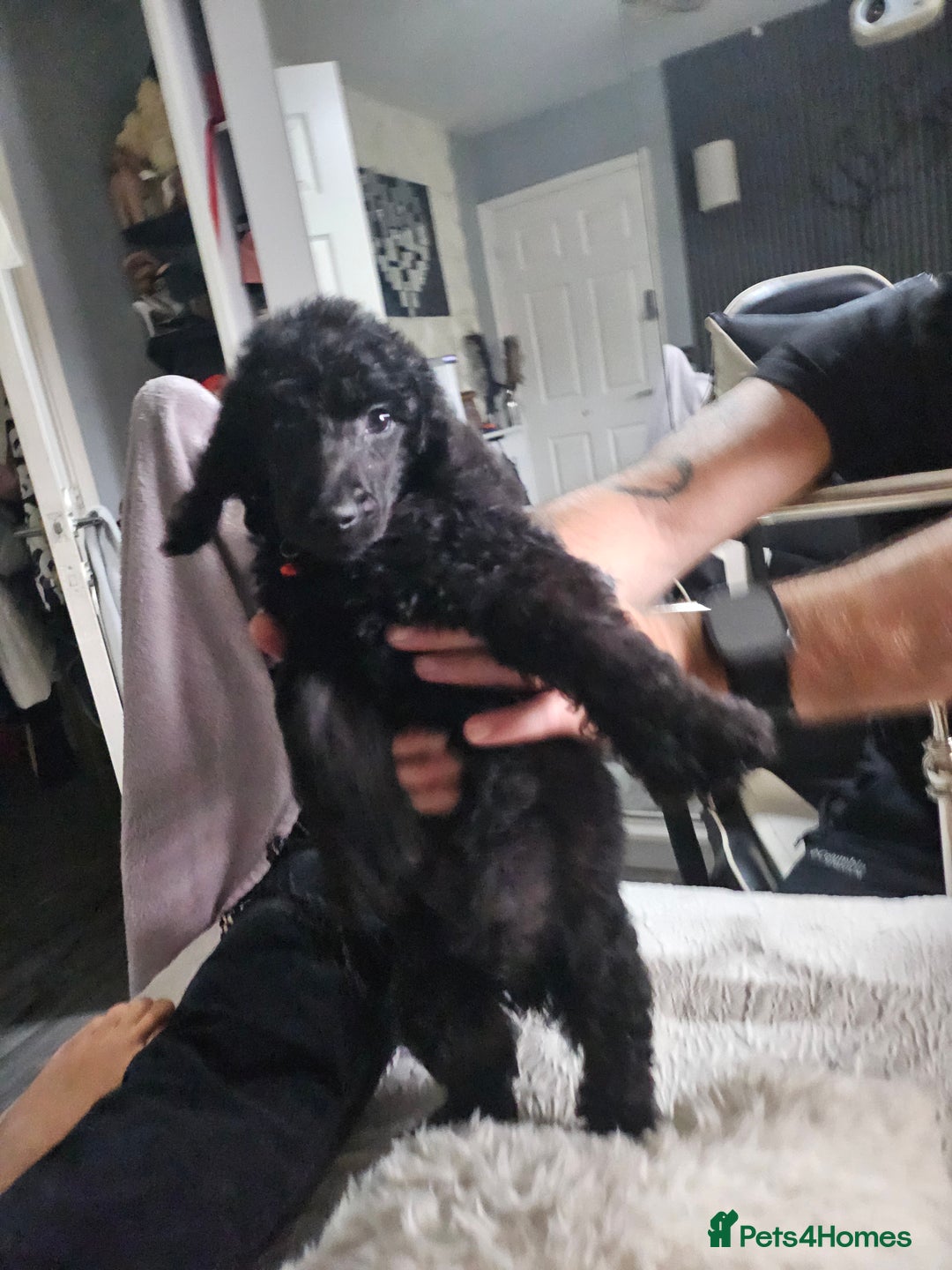 Standard Poodle dogs for sale: REDUCED TODAY!! Last 2 boys 1 cream 1 BLACK 😍  - Image 20