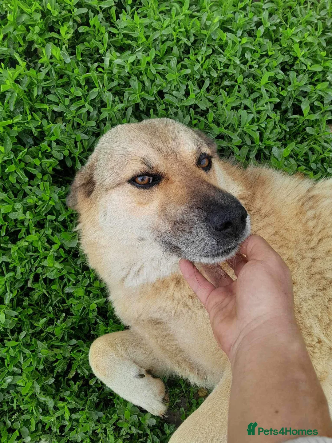 Mixed Breed dogs for sale: Muffin | Gentle, Snuggly & Cheeky - Advert 1