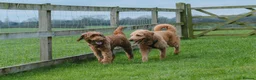 Goldendoodle dogs for sale: Goldendoodle puppies - Advert 7
