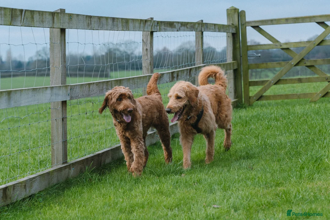 Goldendoodle dogs for sale: Goldendoodle puppies - Advert 7