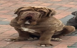 Neapolitan Mastiff dogs for sale: Nelly and vinnie Neapolitan mastiff  - Image 6