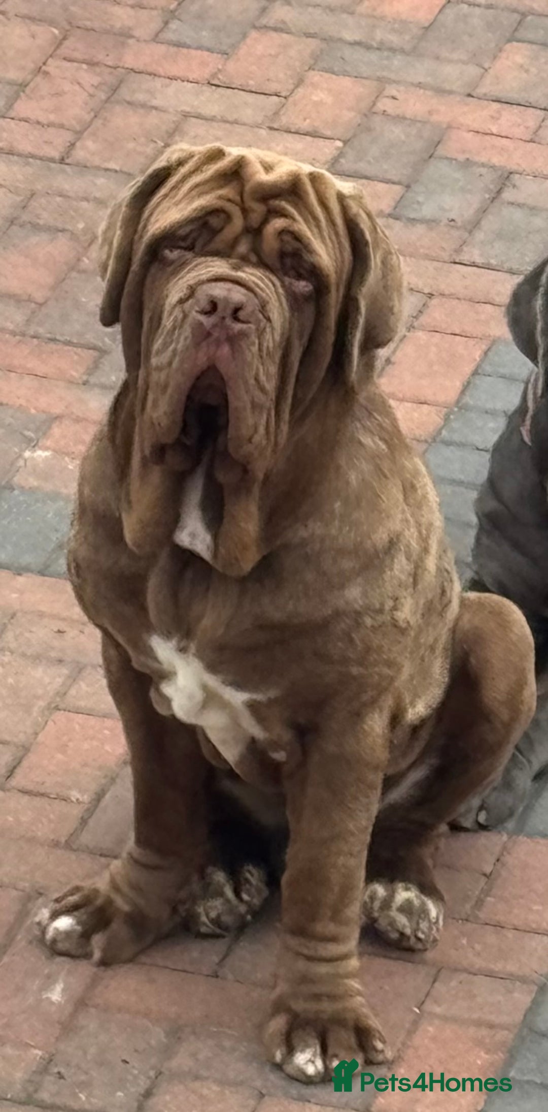 Neapolitan Mastiff dogs for sale: Nelly and vinnie Neapolitan mastiff  - Image 6