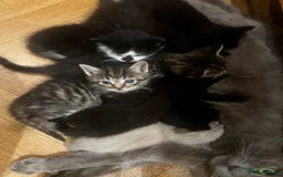 Mixed Breed cats for sale: Adorable Kittens Ready to Leave soon - Advert 14