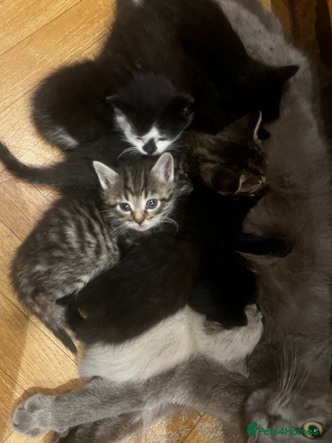 Mixed Breed cats for sale: Adorable Kittens Ready to Leave soon - Advert 14
