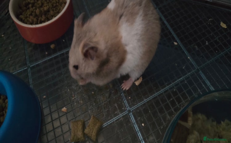 Hamster rodents - Advert 1