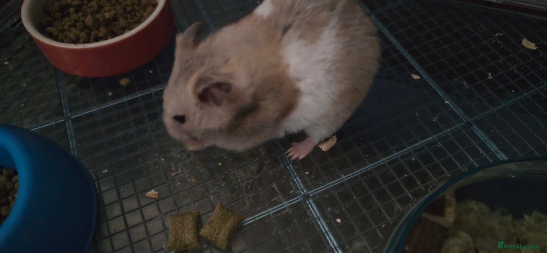 Hamster rodents for sale: Syrian female hamster no offers - Image 1