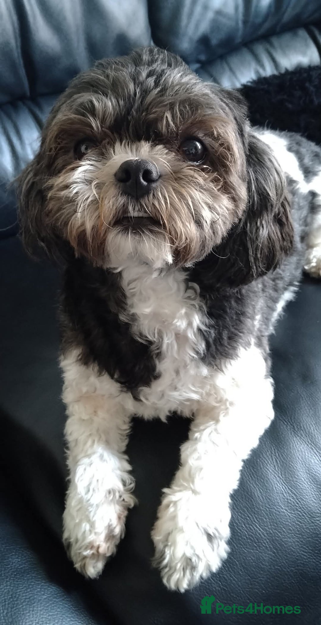 Shih Tzu dogs for sale: Shih-Tzu Male Puppies for Sale. - Advert 6